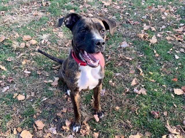Last week's pet, still available: Charles